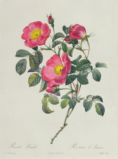 Rosa Lumila de Pierre Joseph Redouté